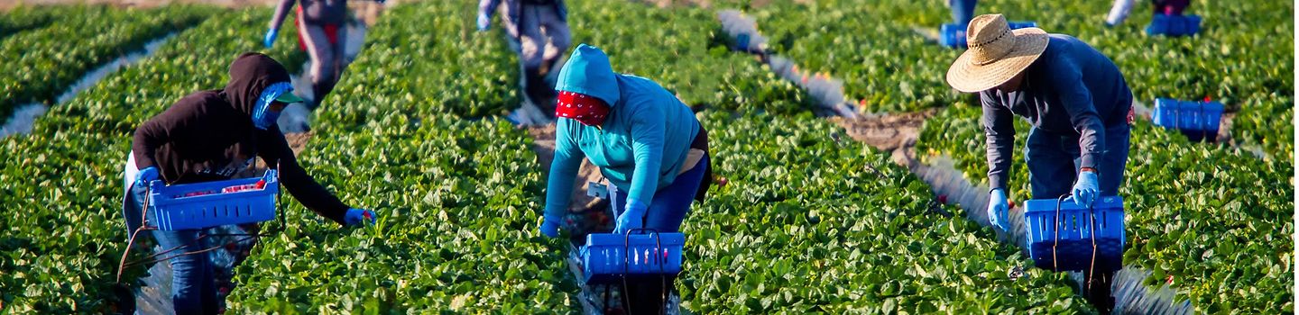 Auf einem Erdbeerfeld pflücken Arbeiterinnen und Arbeiter in gebückter Haltung. Auf einem Erdbeerfeld pflücken Arbeiterinnen und Arbeiter in gebückter Haltung